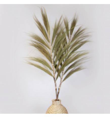 Palmera Natural de Rayung - 1.6m