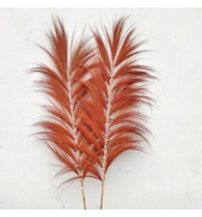 Palmera Coral de Rayung - 1.6m